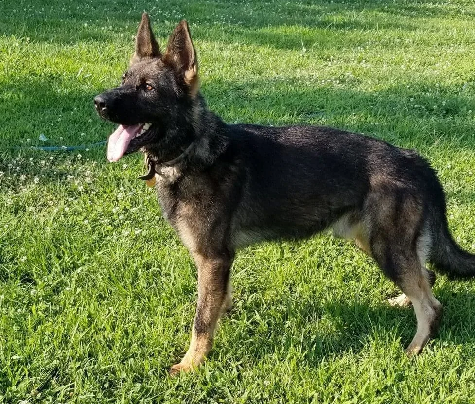 E Litter Sire