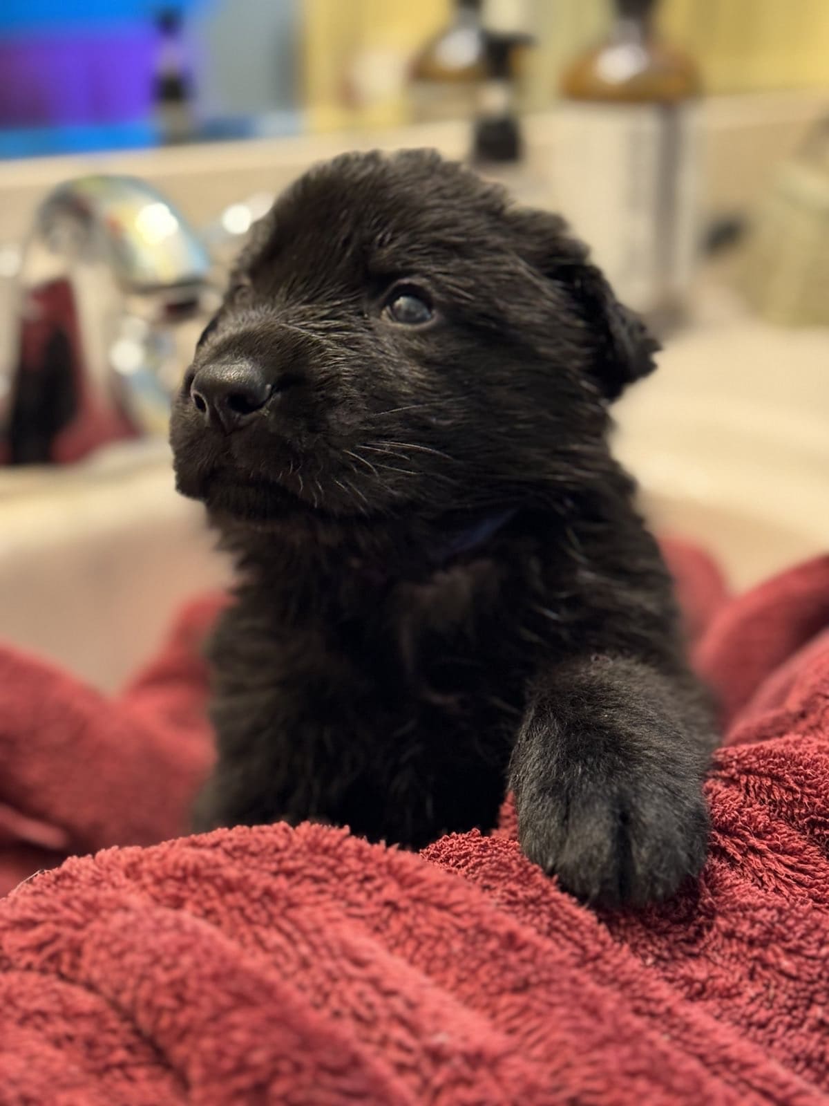 Jager - Black Male