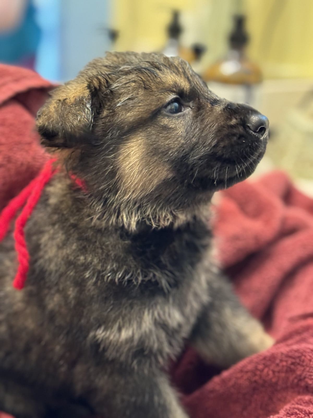 Jasper - Sable Male