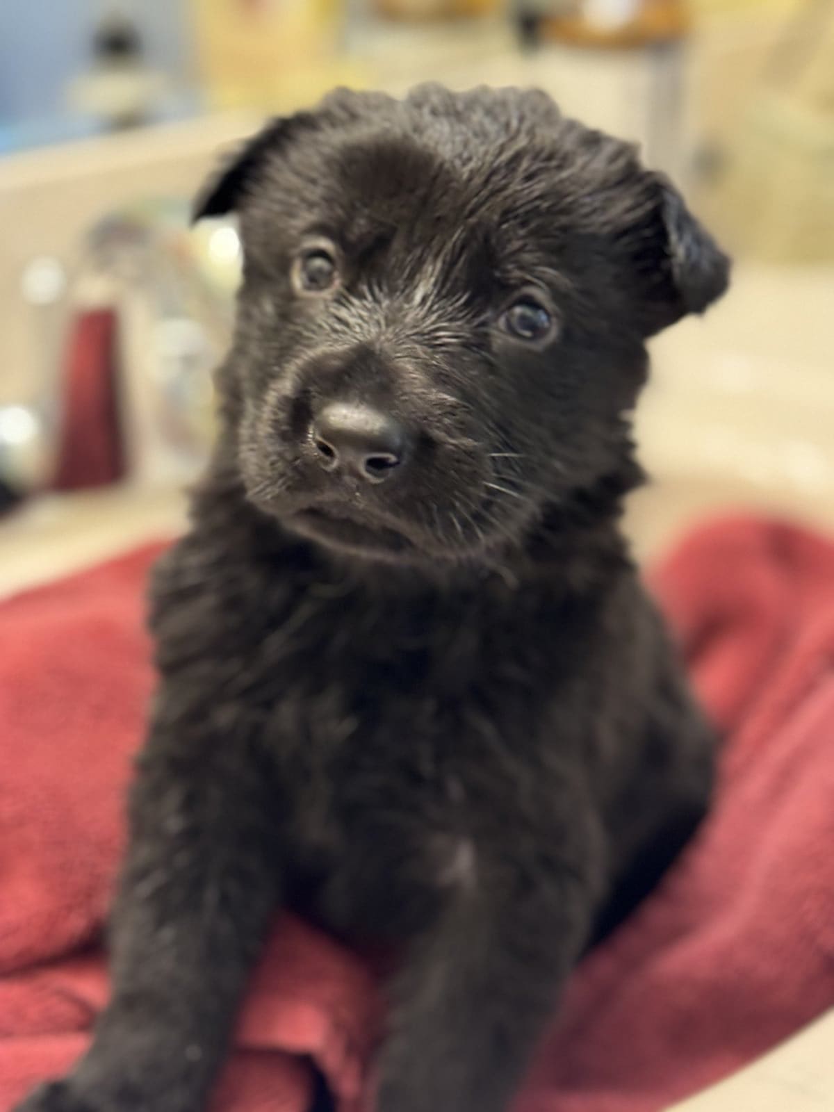 Jolene - Black Female