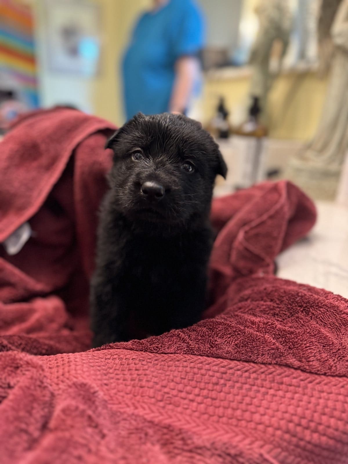 JuJu - Black Female
