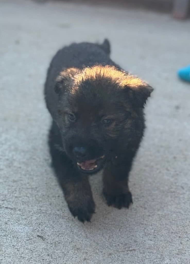 SOLD Nelix - Sable boy - 4 weeks