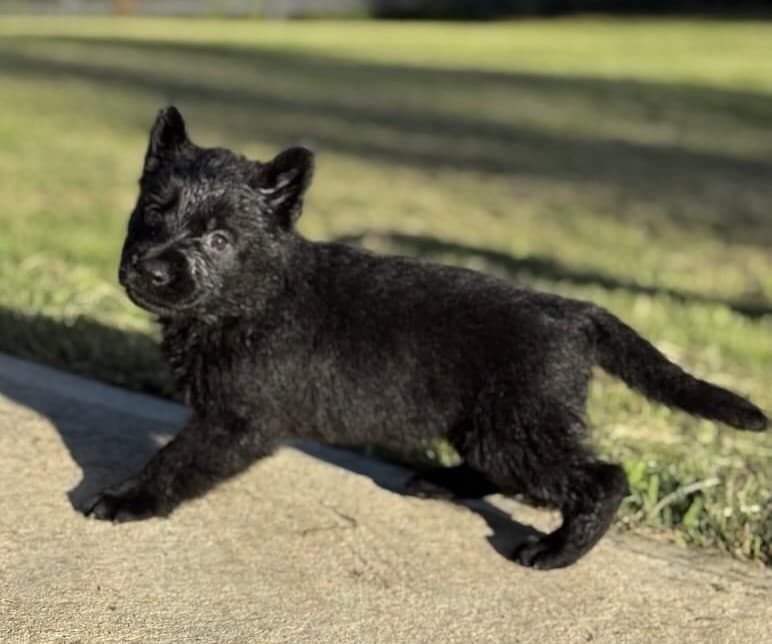 SOLD Neptune, Black Female - 4 weeks