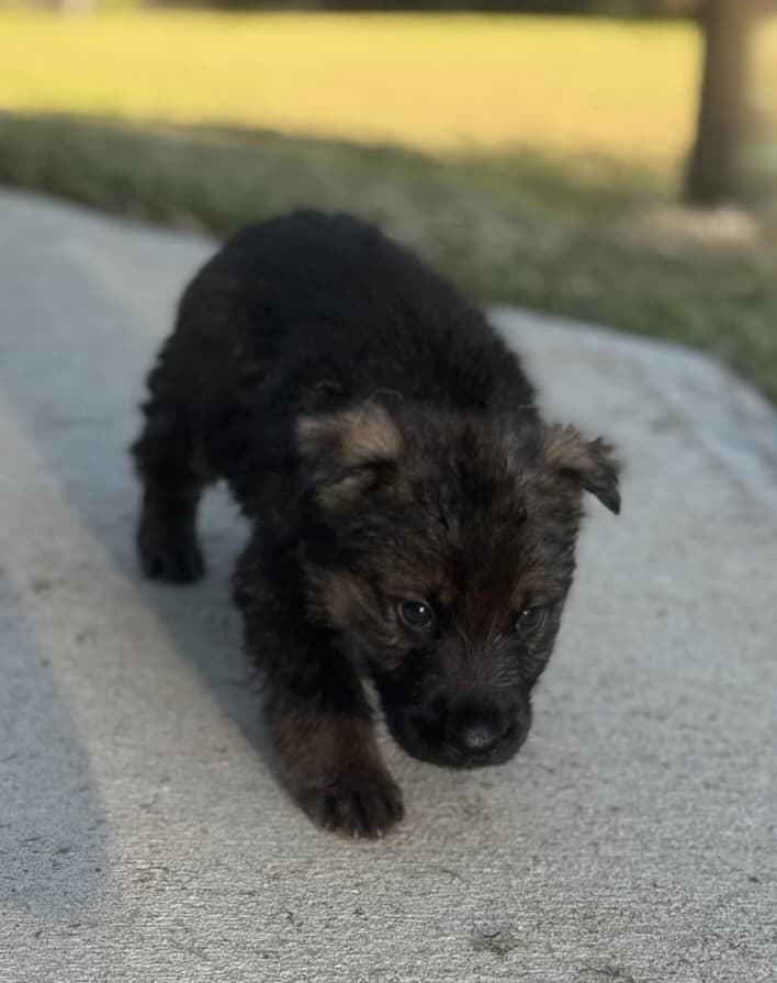 SOLD Neutron, Sable Male - 4 weeks