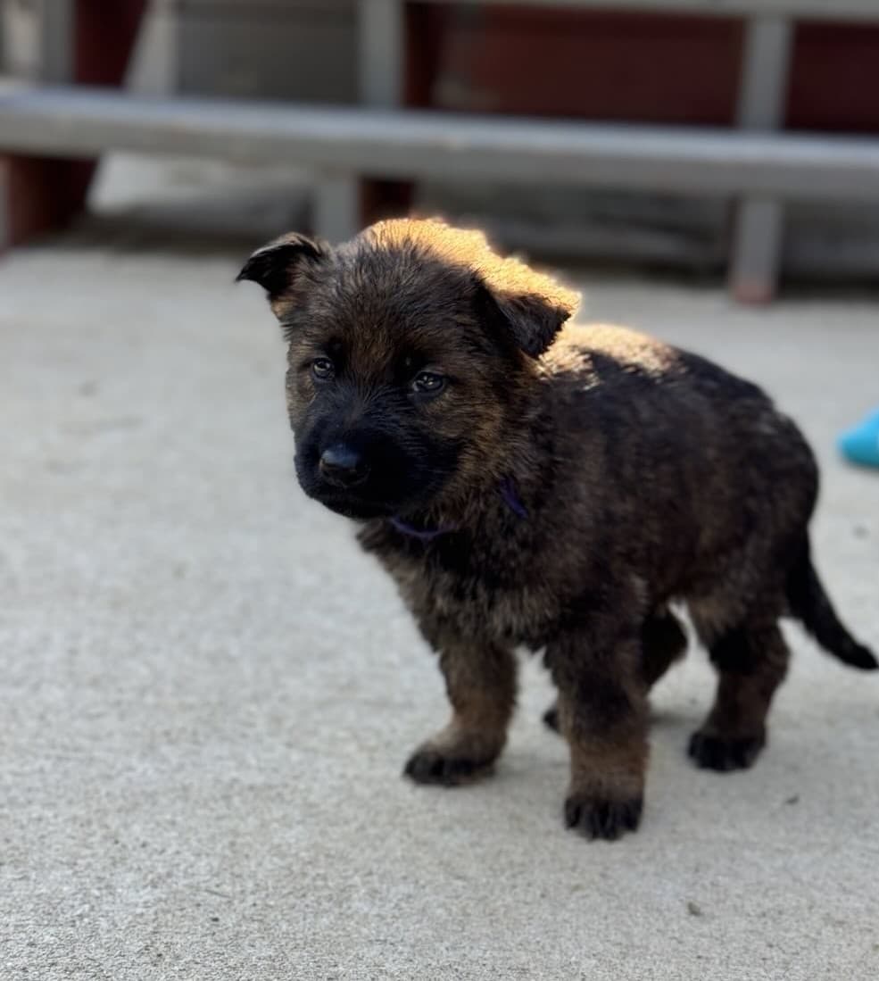 SOLD Nickel, Sable Male - 4 weeks