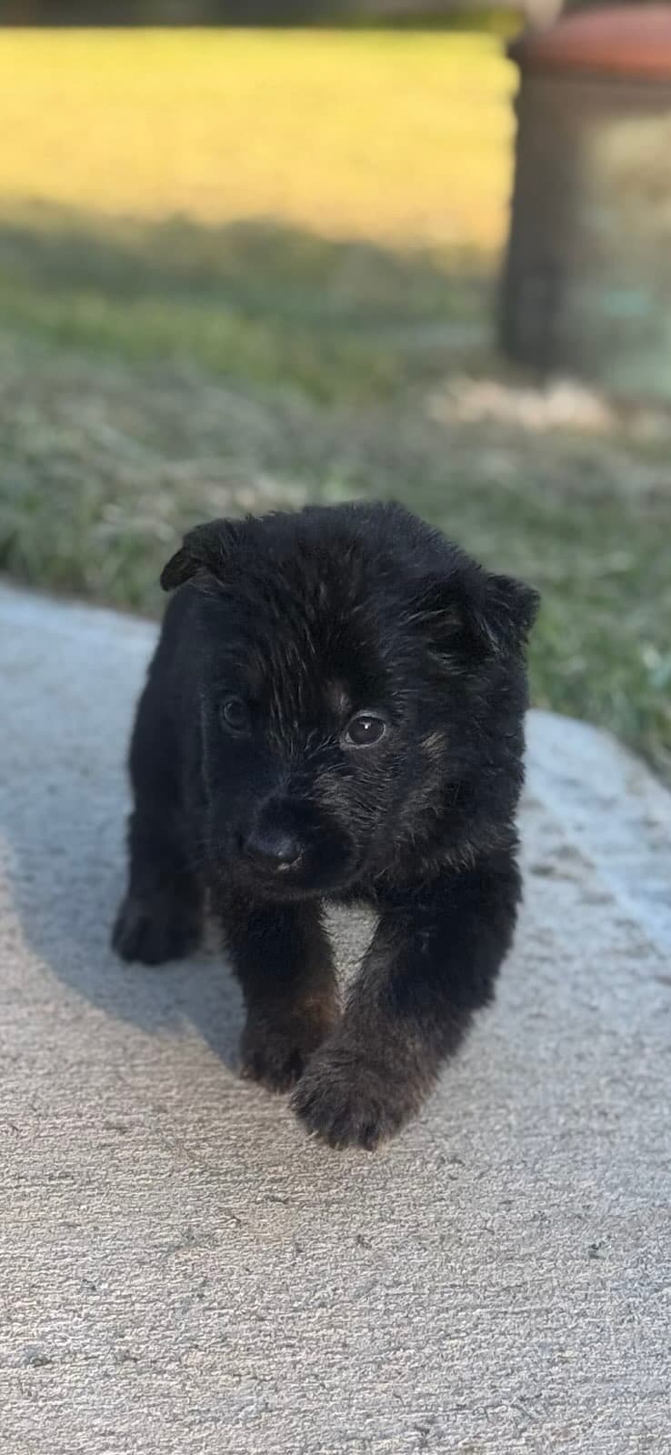 SOLD November, Bi-color Female - 4 weeks