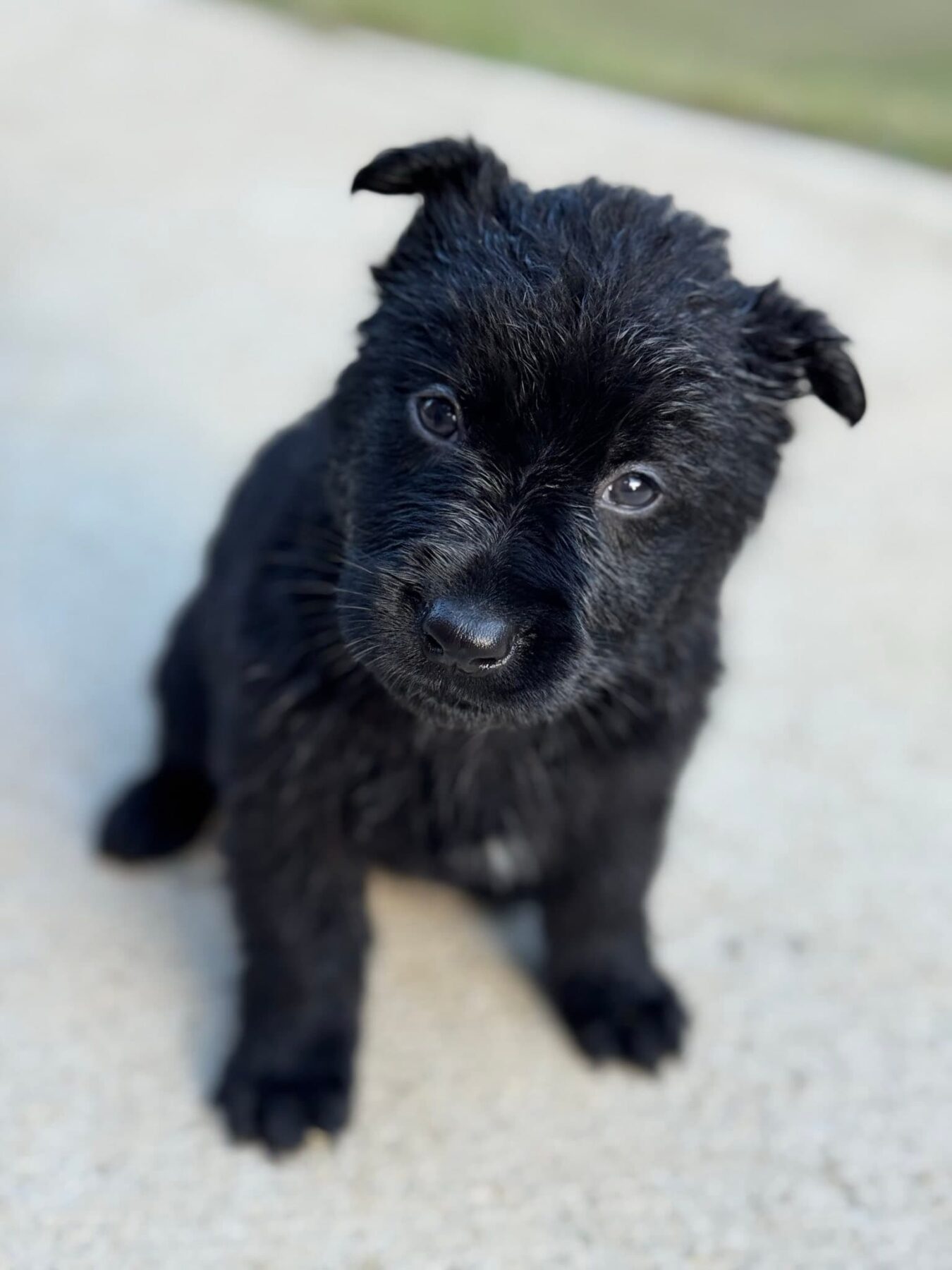 SOLD Nox, Black Male - 4 weeks