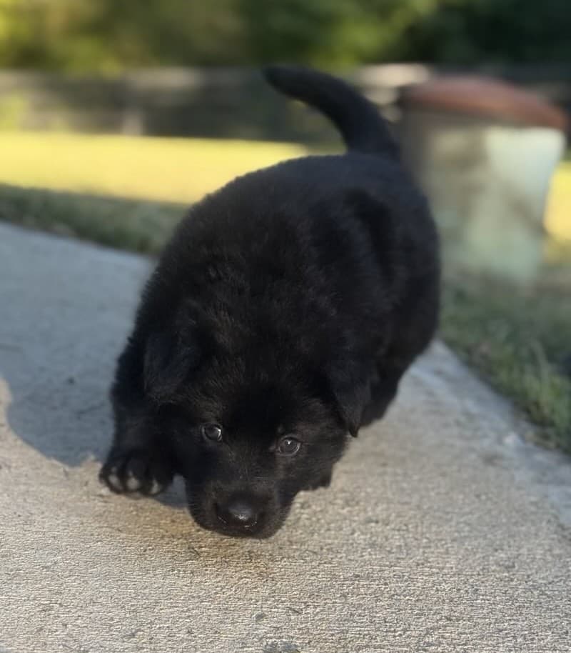 SOLD Nubs, Black Male - 4 weeks