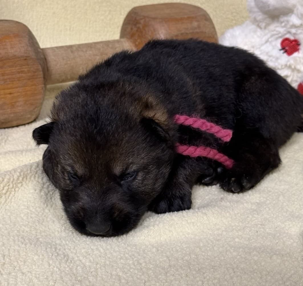 SOLD Nelix - Sable boy - 2 weeks