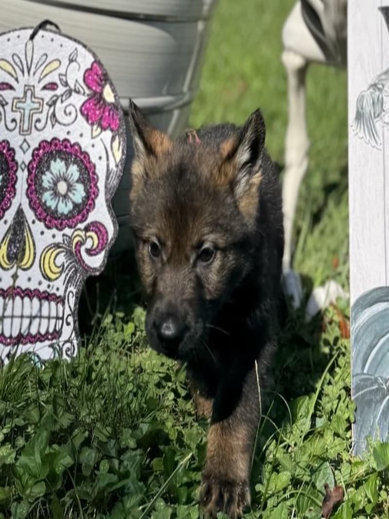 SOLD Nelix - Sable boy - 6 weeks