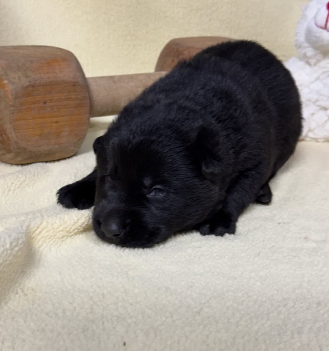 SOLD Neptune, Black Female - 2 weeks