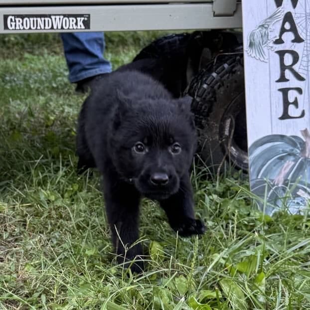 SOLD - Neptune, Black Female - 6 weeks