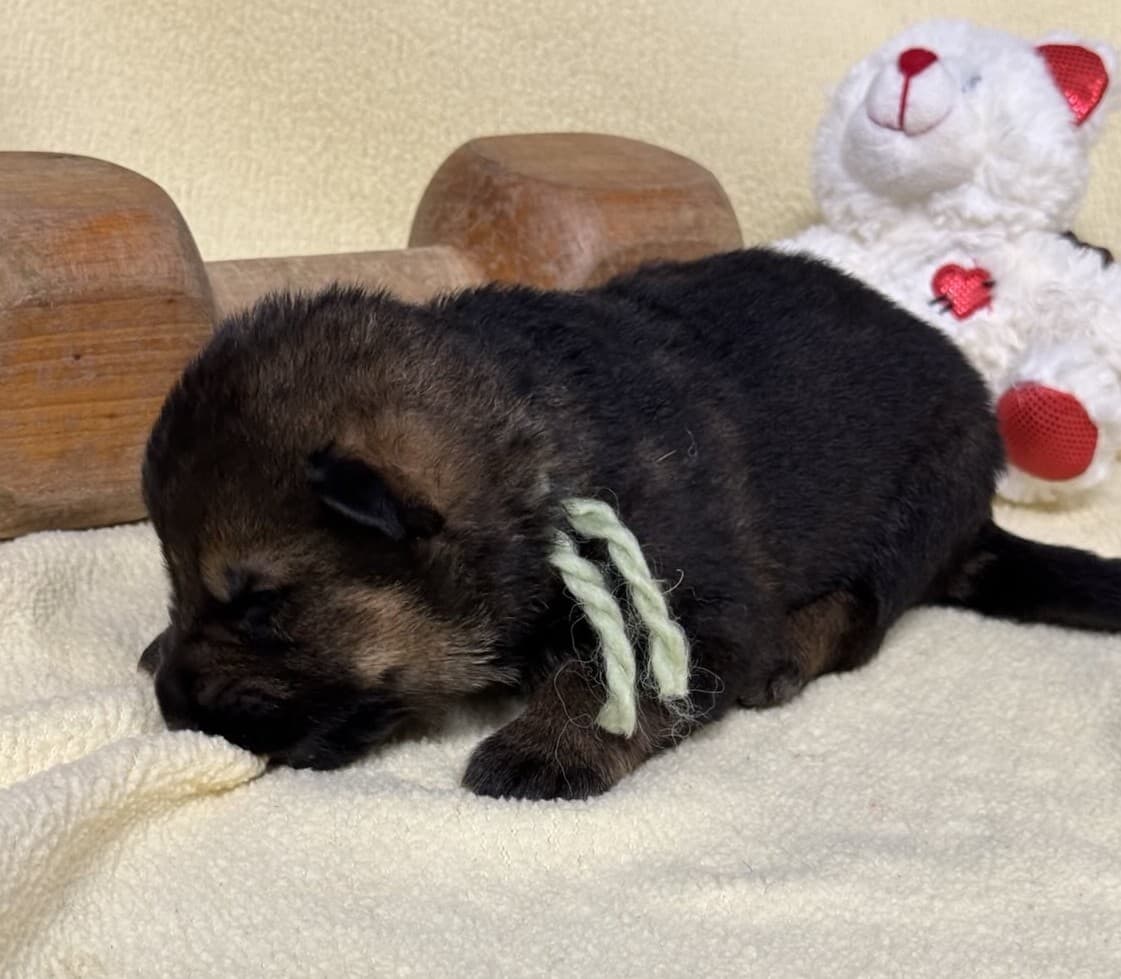 SOLD Neutron, Sable Male - 2 weeks