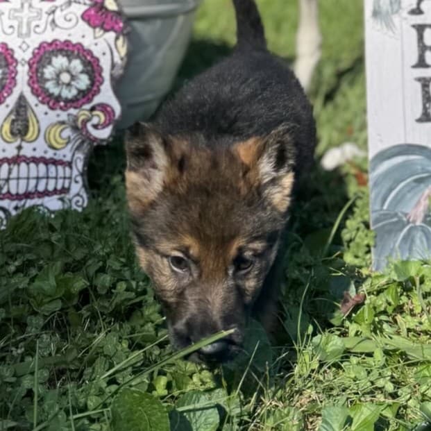 SOLD - Neutron, Sable Male - 6 weeks