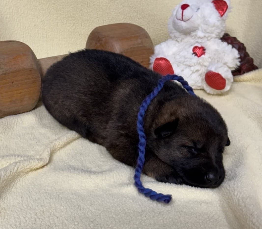 SOLD Nickel, Sable Male - 2 weeks
