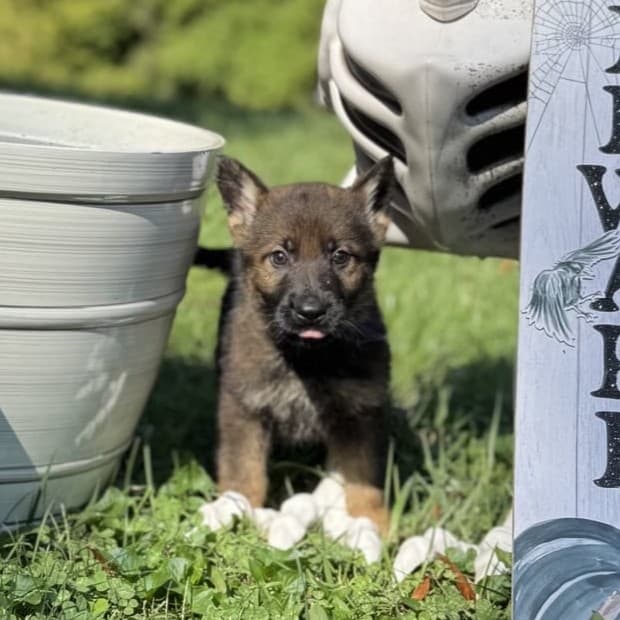 SOLD - Nickel, Sable Male - 6 weeks