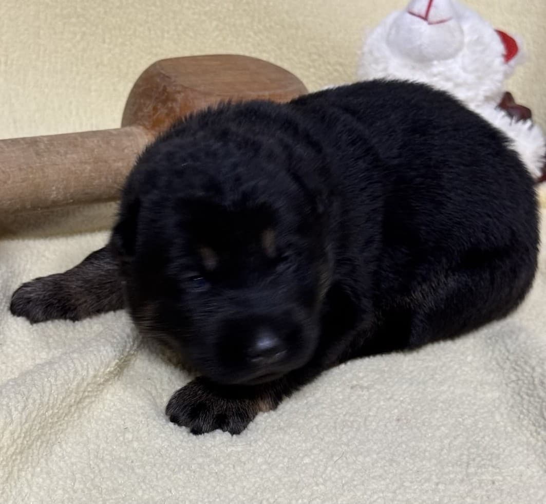 SOLD November, Bi-color Female - 2 weeks