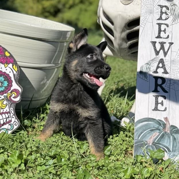 SOLD November, Bi-color Female - 6 weeks