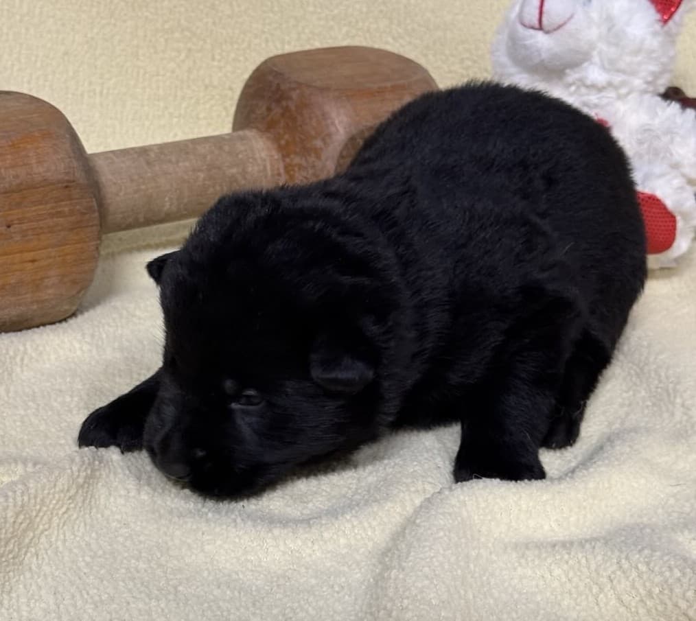 SOLD Nox, Black Male - 2 weeks