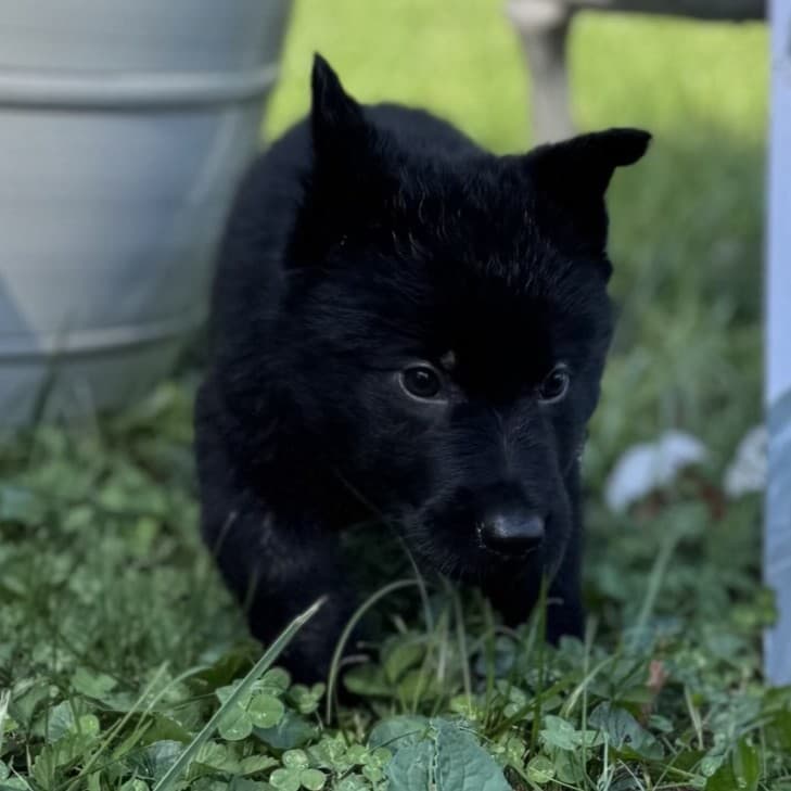 SOLD Nox, Black Male - 6 weeks