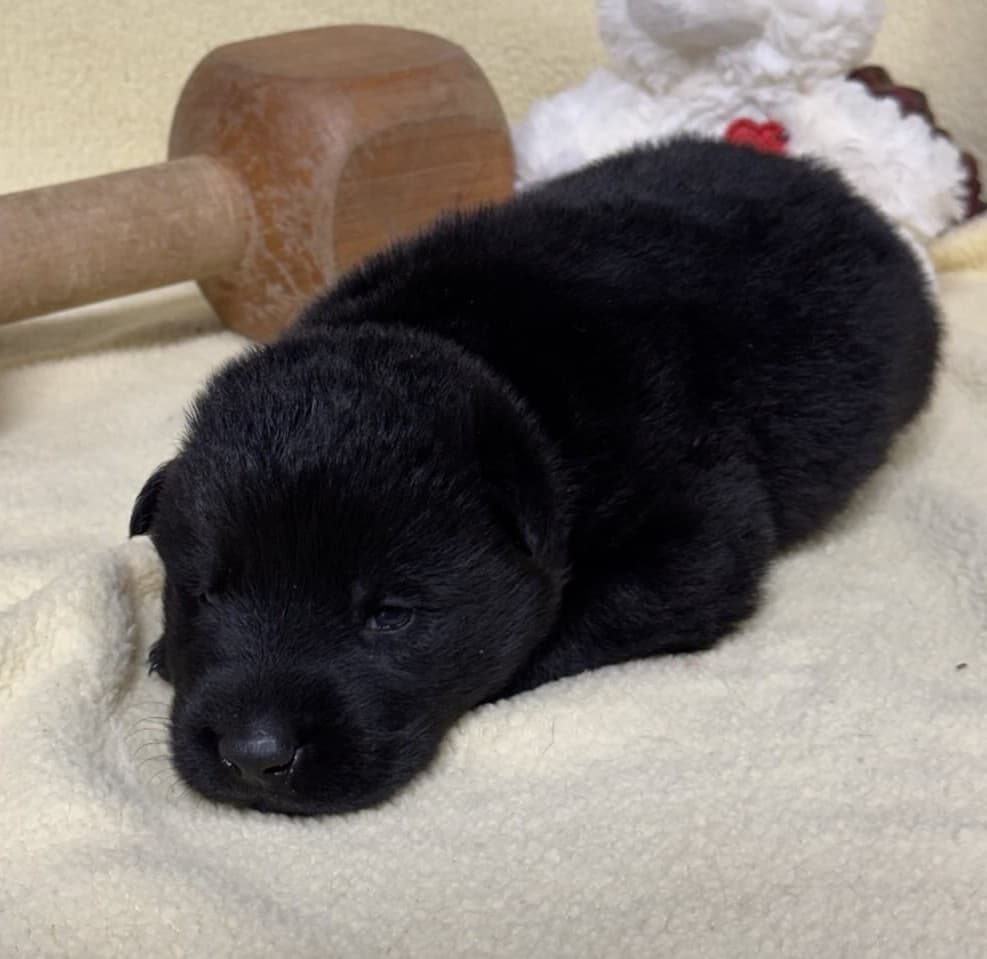 SOLD Nubs, Black Male - 2 weeks