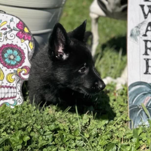 SOLD - Nubs, Black Male - 6 weeks