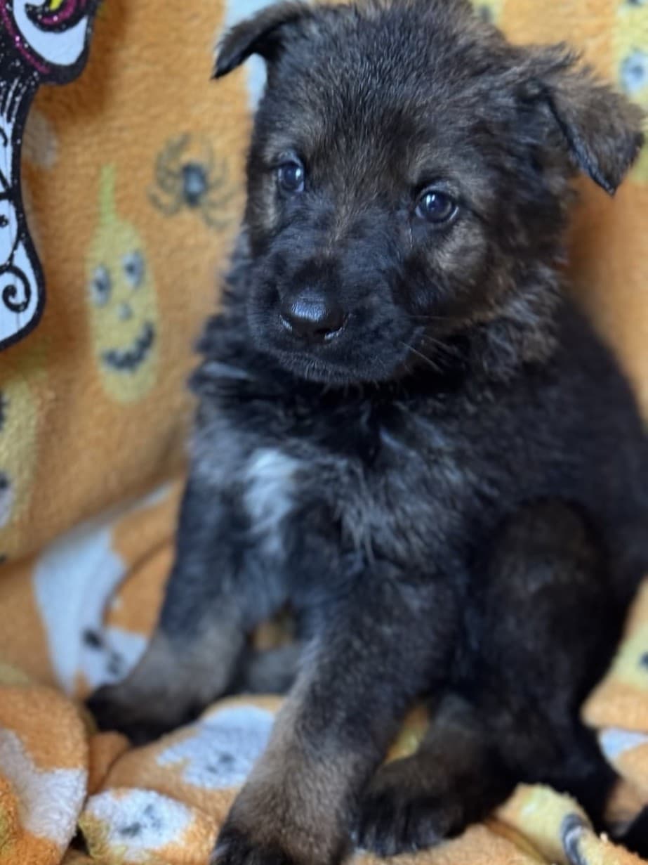 Oscar - 4 weeks