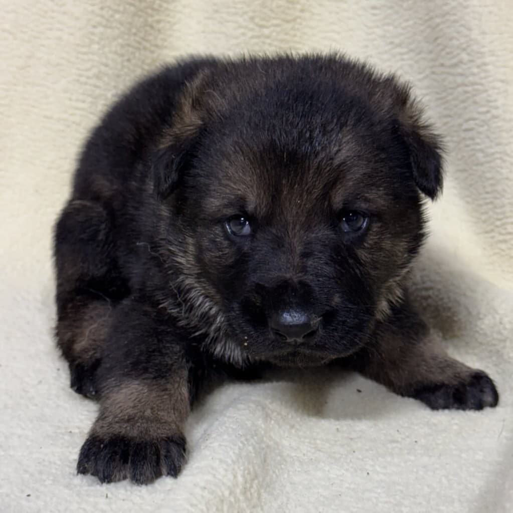 Oscar - 2 Weeks
