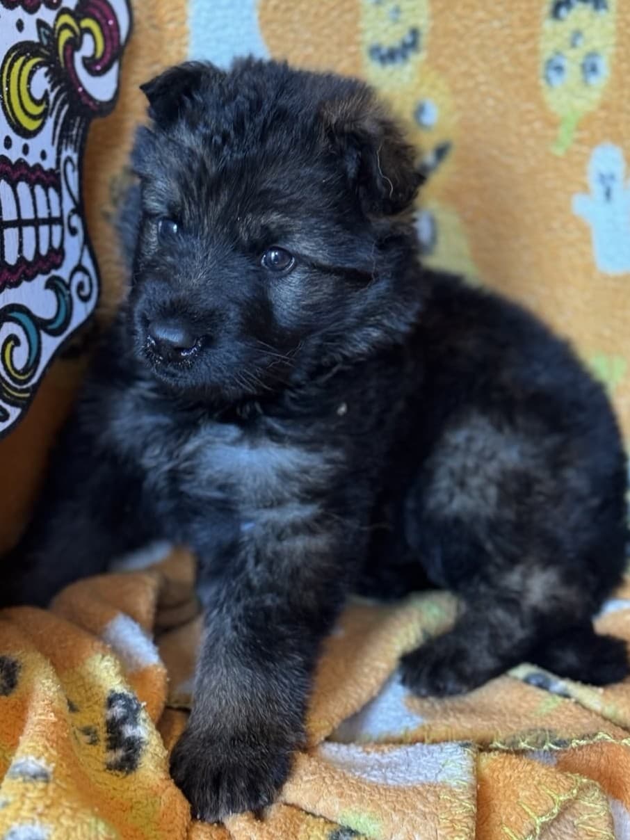 Ozzy - 4 weeks