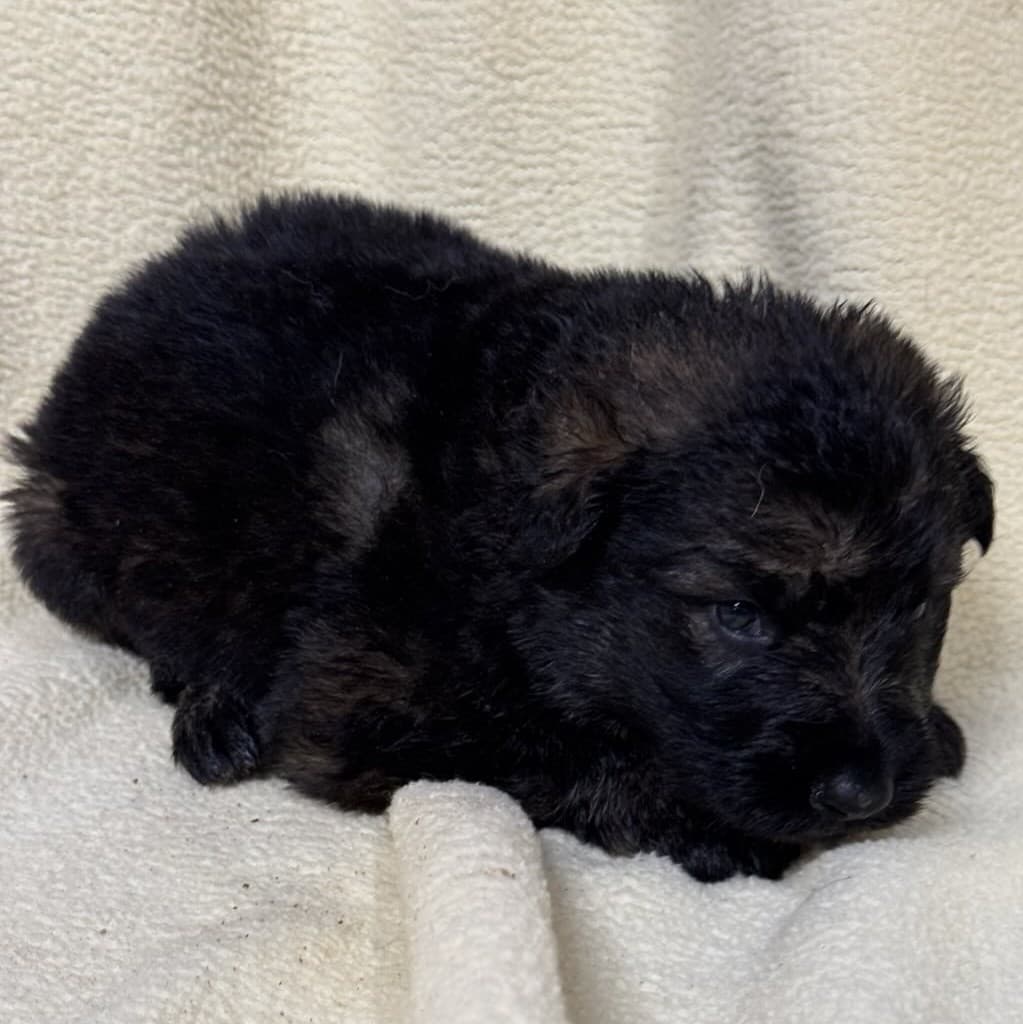 Ozzy - 2 Weeks