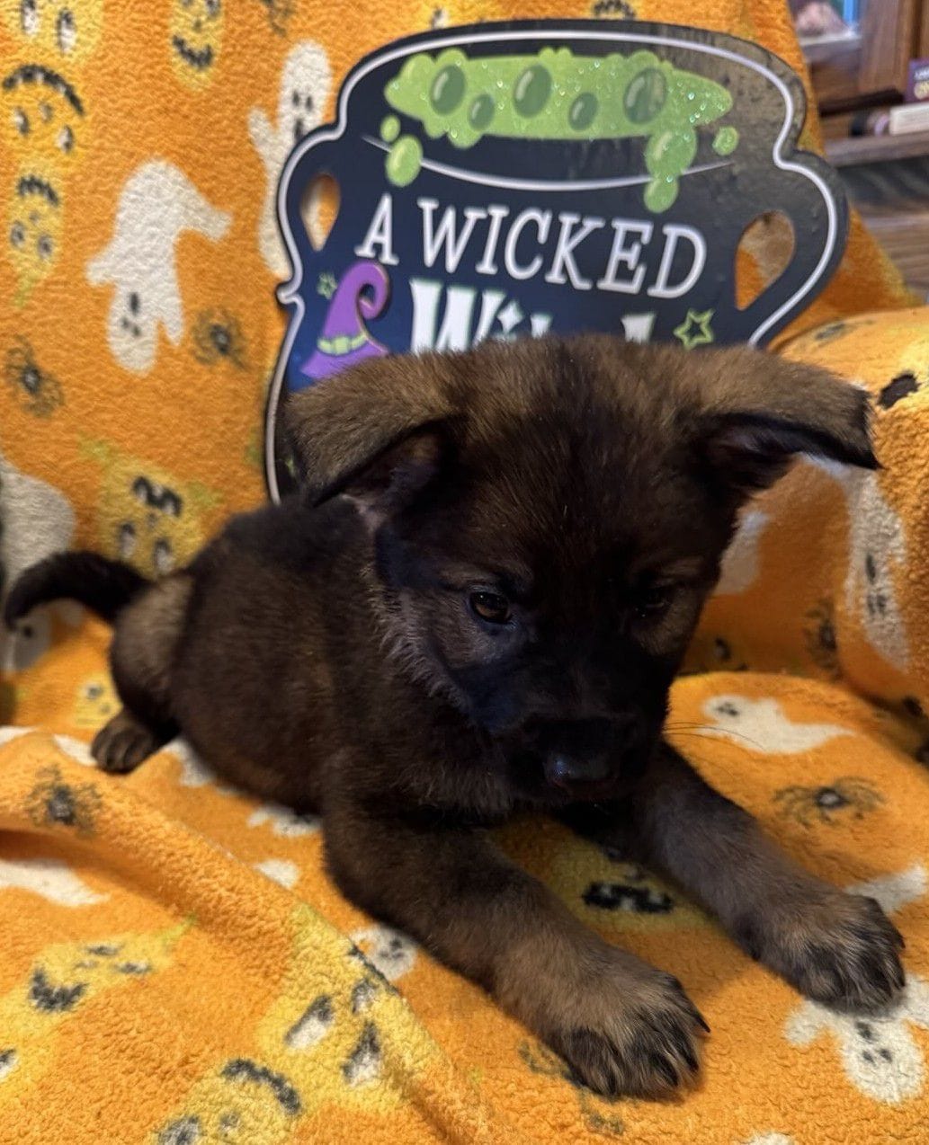 Octavia - 7 Weeks