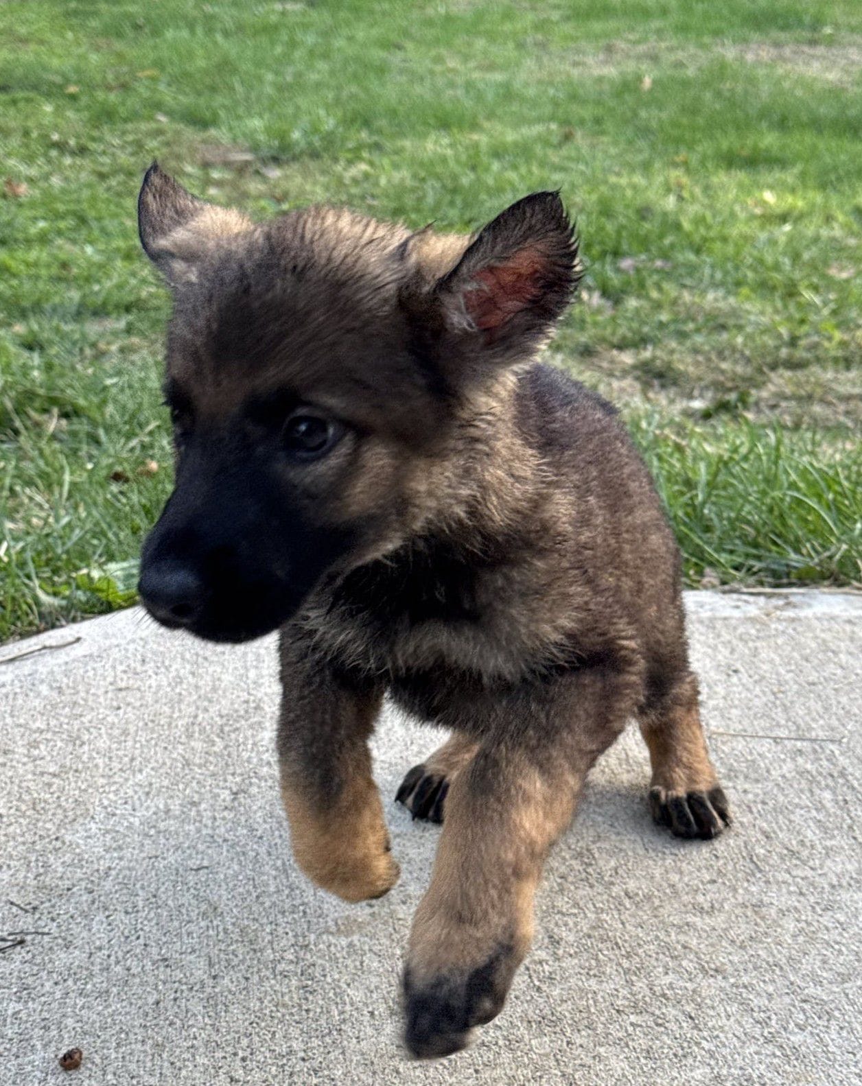 Octavia-9 weeks