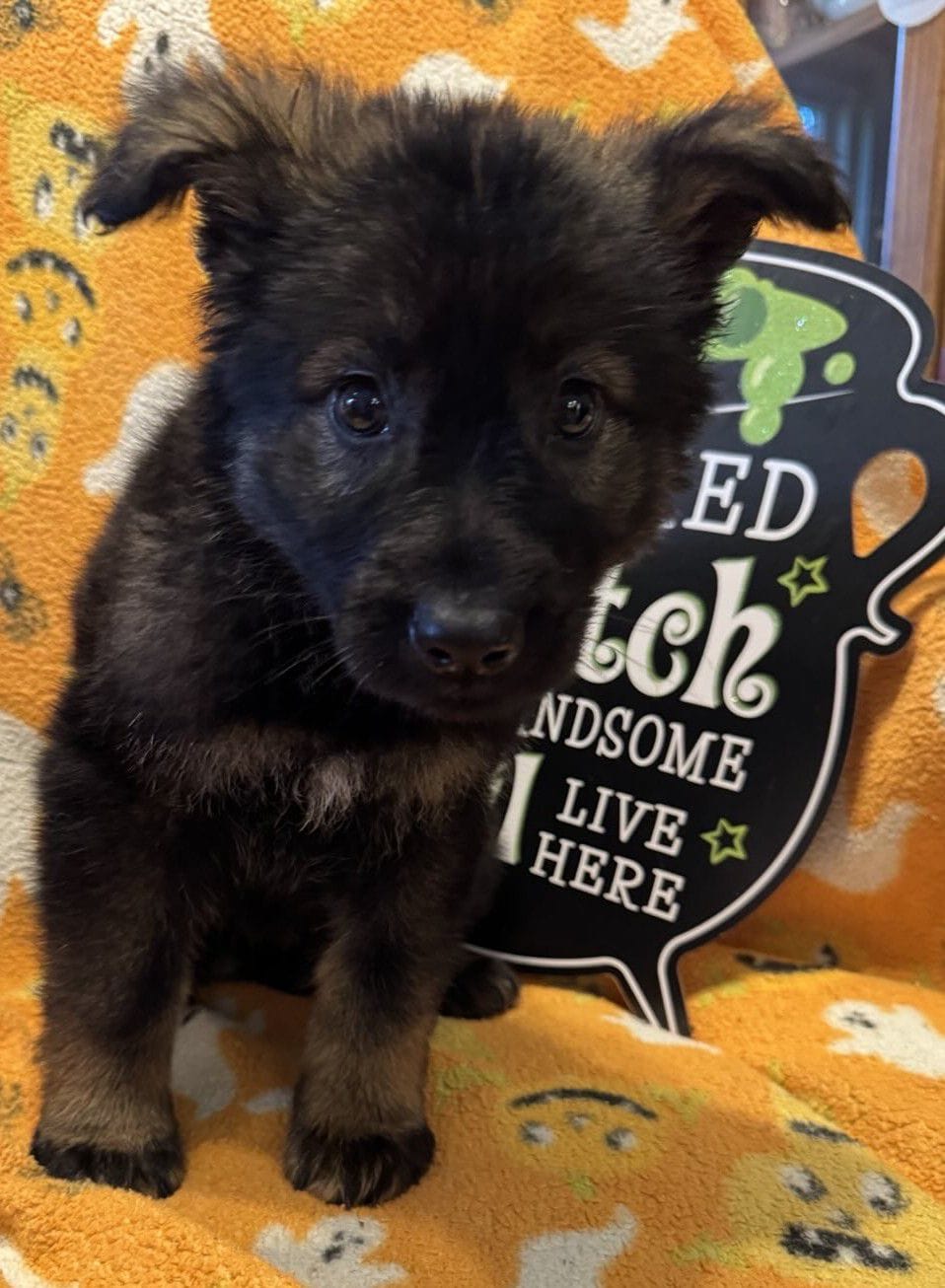 Odessa - 7 Weeks