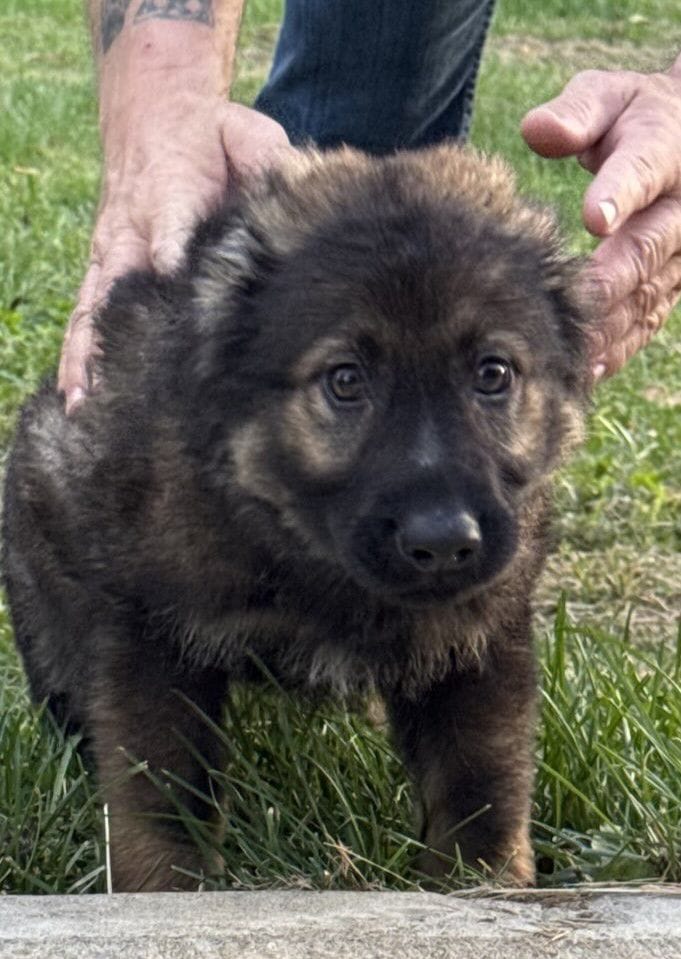 Odessa-9 weeks