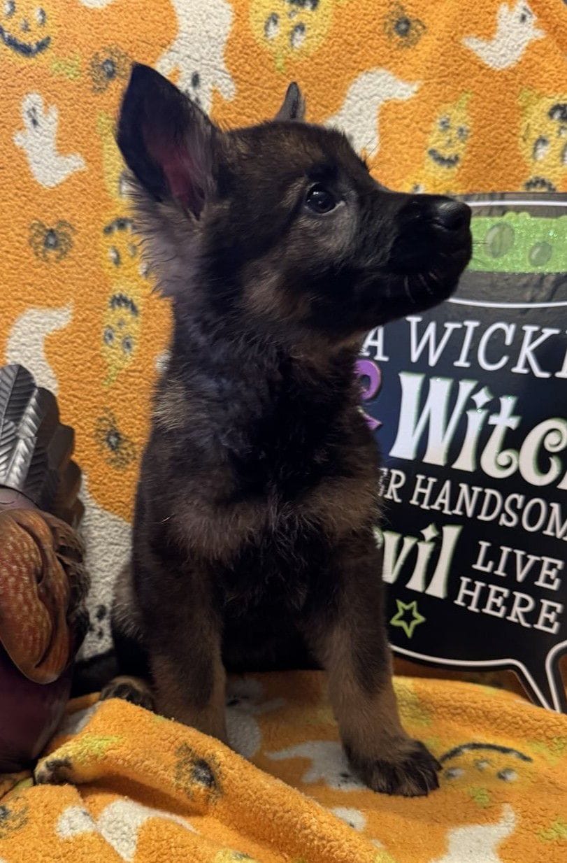 Olga 7 Weeks