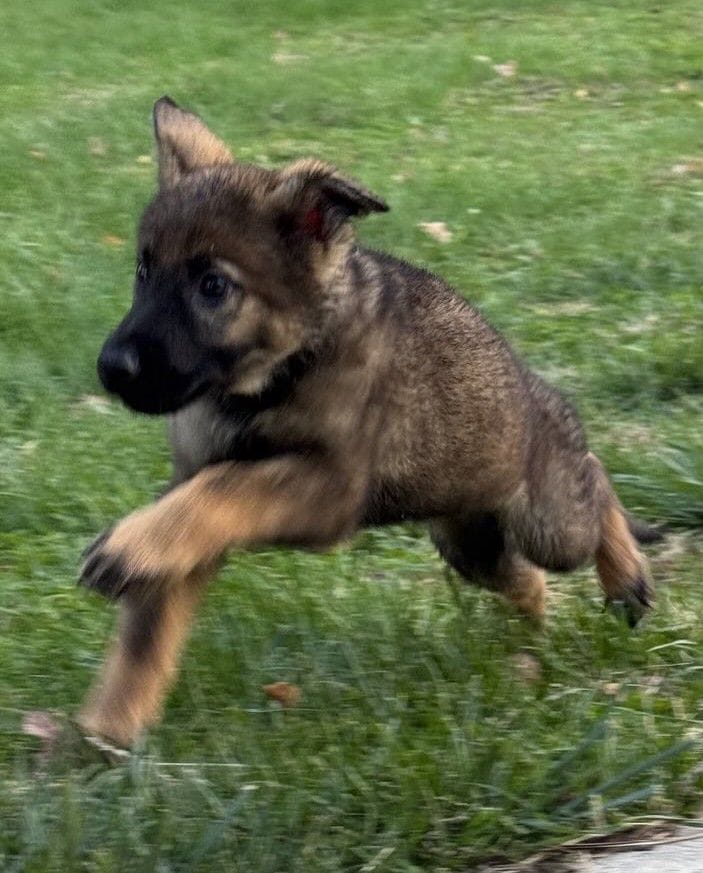 Olga-9 weeks