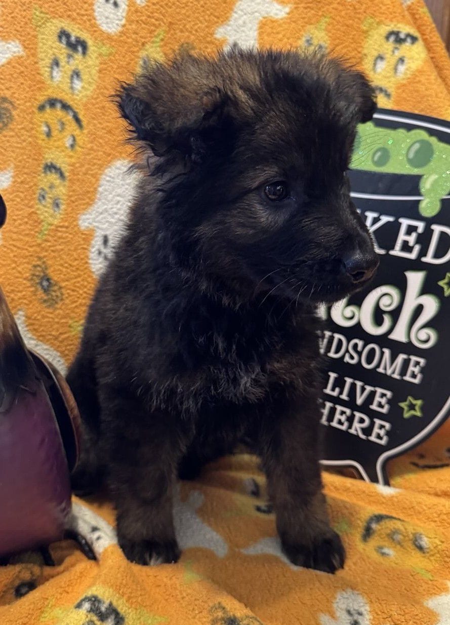 Olivia - 7 Weeks