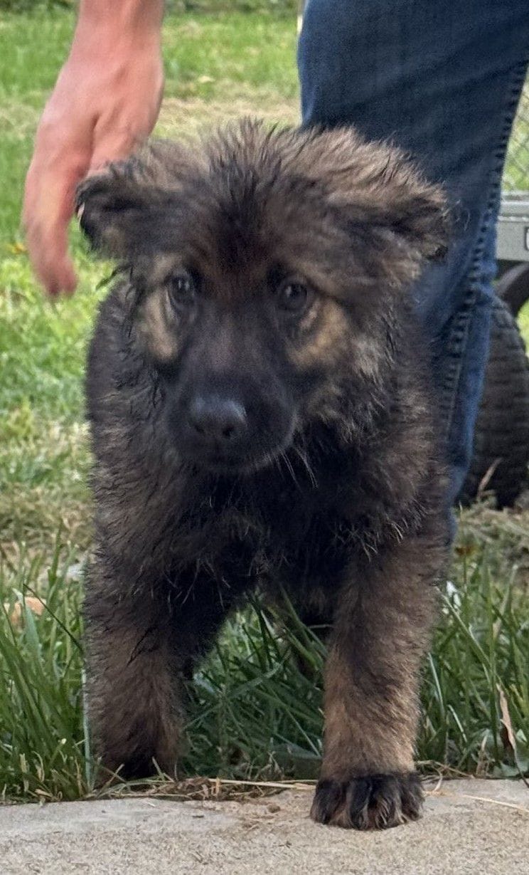 Olivia-9-weeks