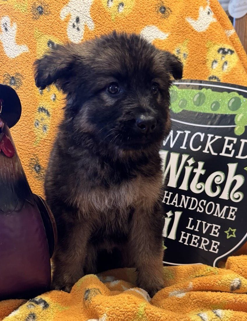 Oney - 7 Weeks