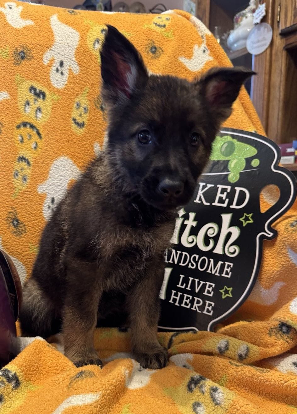 Ophelia - 7 Weeks