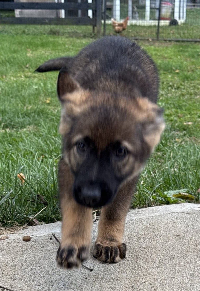 Ophelia-9 weeks