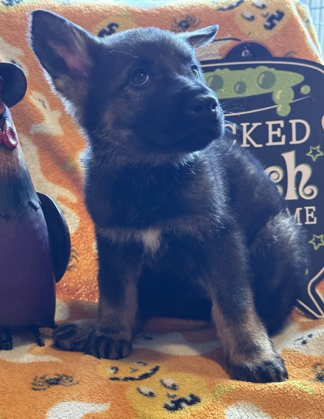 Oscar - 7 Weeks
