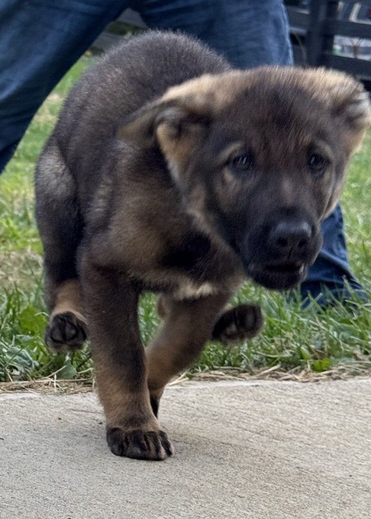 Oscar-9 weeks