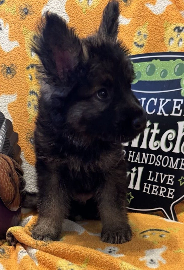 Ozzy - 7 Weeks