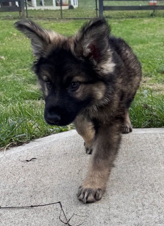 Ozzy-9 weeks