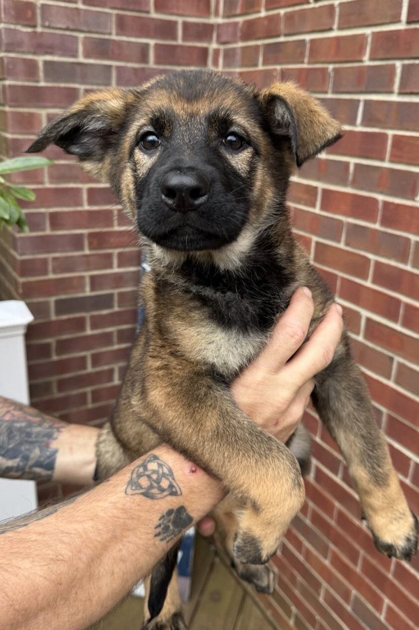 Ocatavia - 11 Week