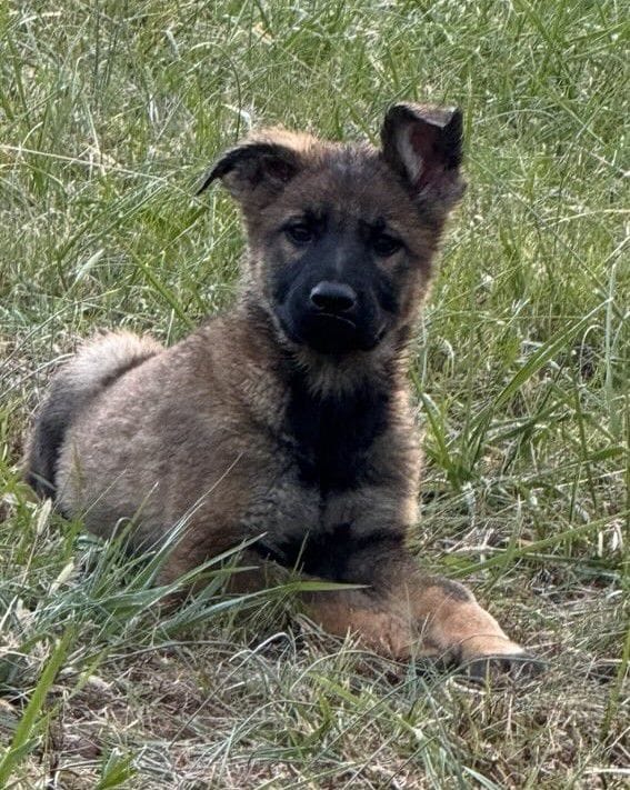 Octavia 13 Weeks