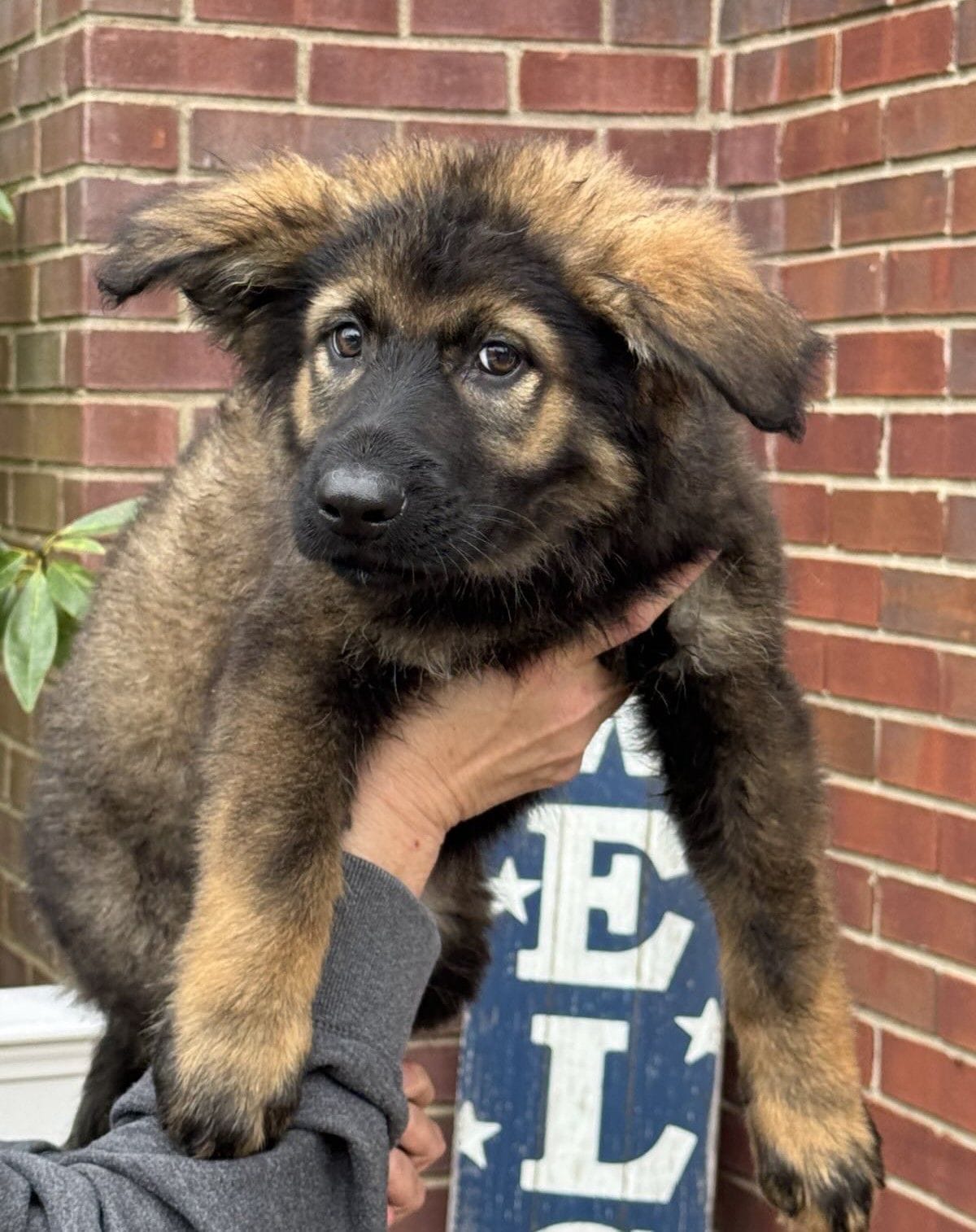 Odessa - 11 Week