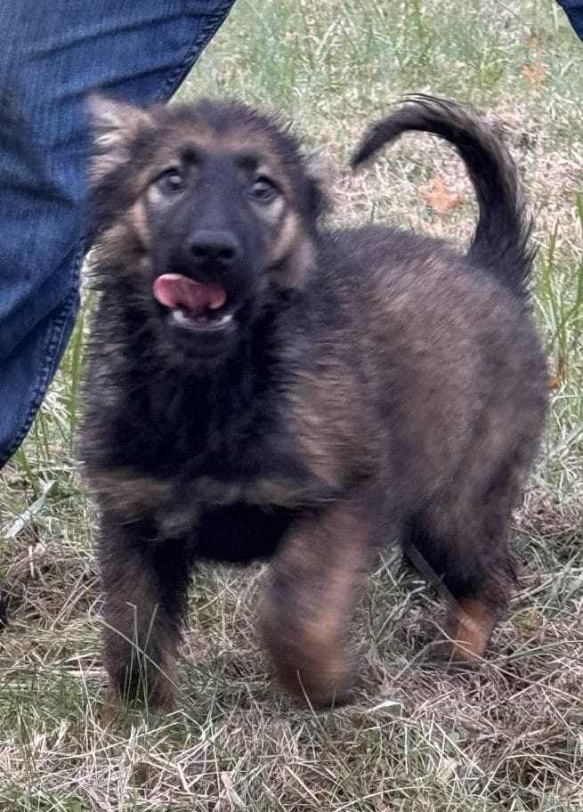 Odessa 13 Weeks