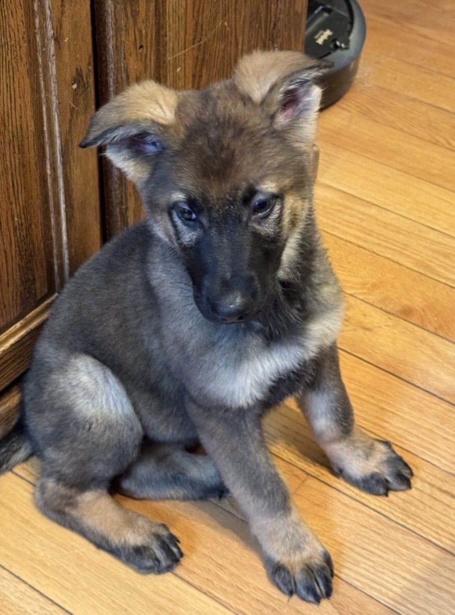 Olga - 11 Weeks